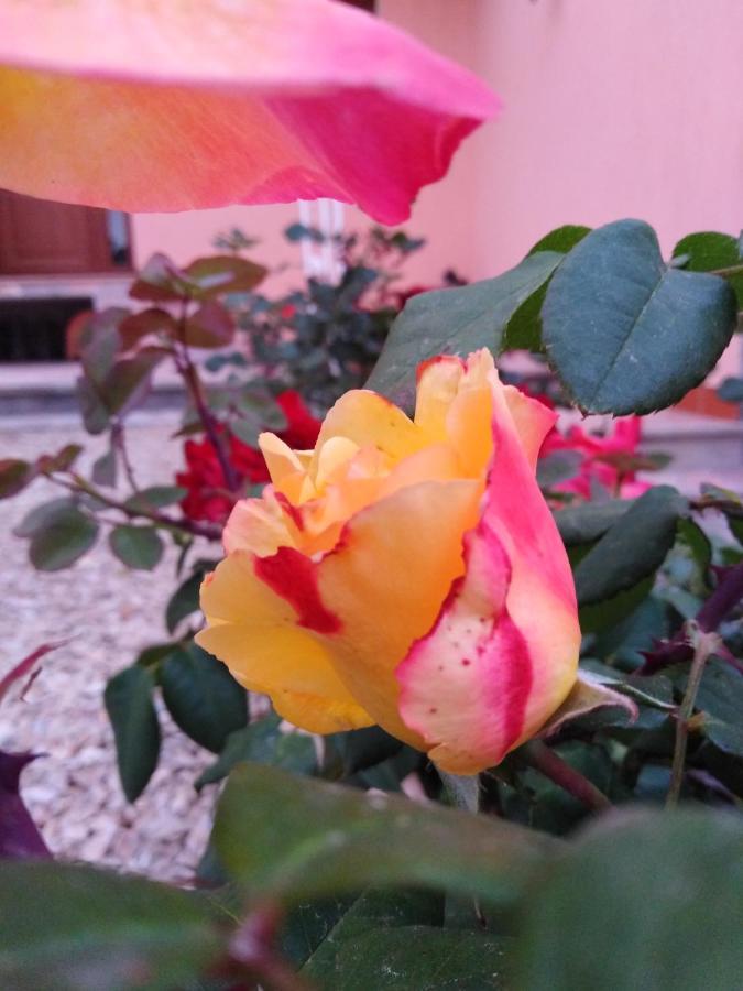 The Roses Garden Bed & Breakfast Ла Мадалена Екстериор снимка