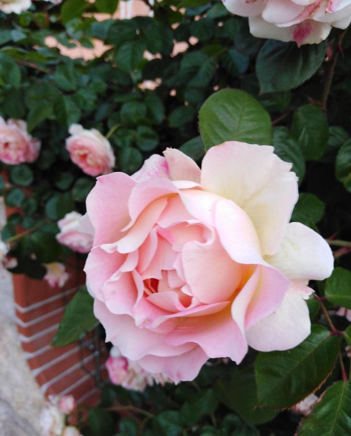 The Roses Garden Bed & Breakfast Ла Мадалена Екстериор снимка