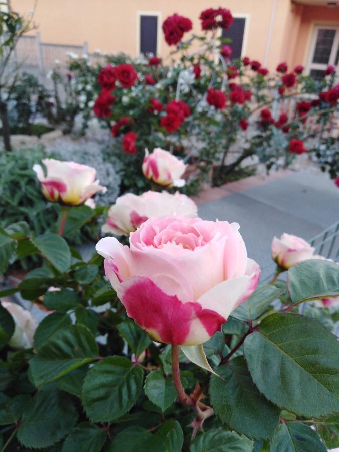 The Roses Garden Bed & Breakfast Ла Мадалена Екстериор снимка