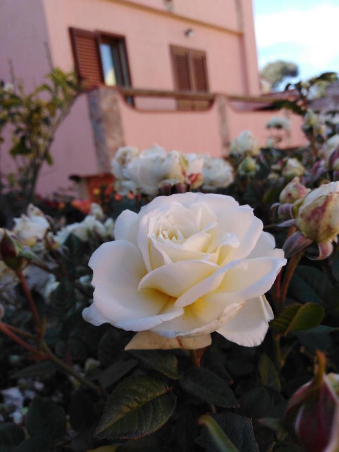 The Roses Garden Bed & Breakfast Ла Мадалена Екстериор снимка