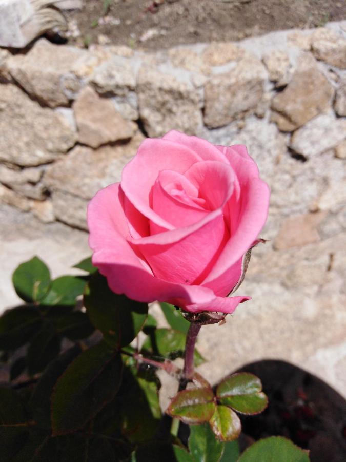 The Roses Garden Bed & Breakfast Ла Мадалена Екстериор снимка