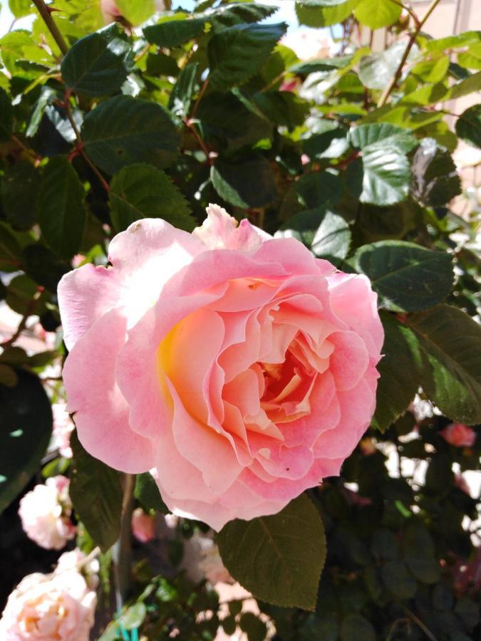 The Roses Garden Bed & Breakfast Ла Мадалена Екстериор снимка